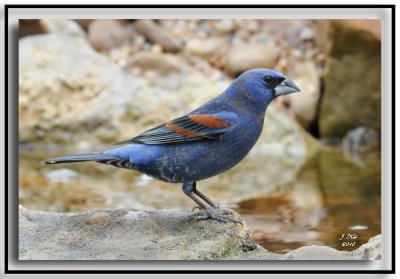 Blue Grosbeak (Male)