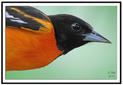 Baltimore Oriole