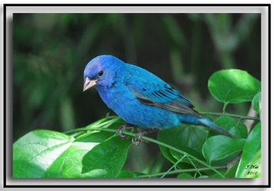 Indigo Bunting (Male)