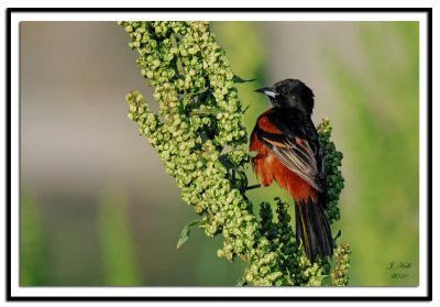 Orchard Oriole