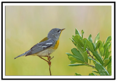 Northern Parula