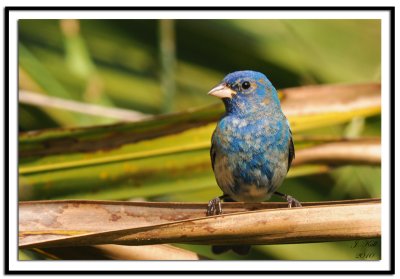 Indigo Bunting