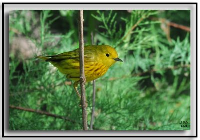 Yellow Warbler