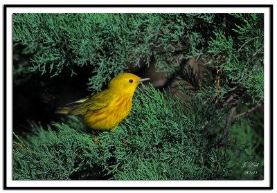 Yellow Warbler