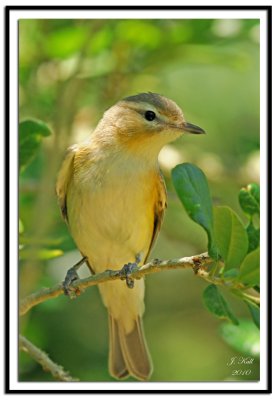 warbling_vireo