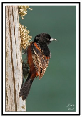 Orchard Oriole