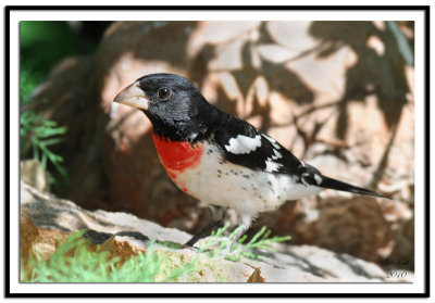 Rose-Breasted Grosbeak