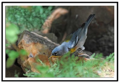 Northern Parula