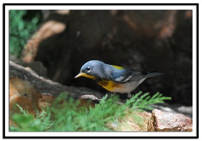 Northern Parula