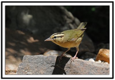 Worm-eating Warbler