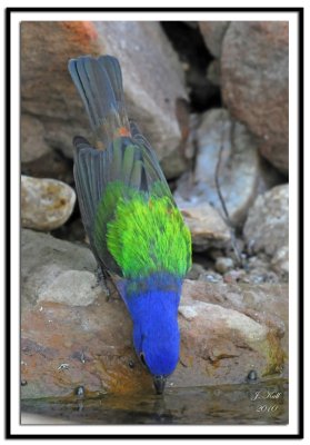 Painted Bunting