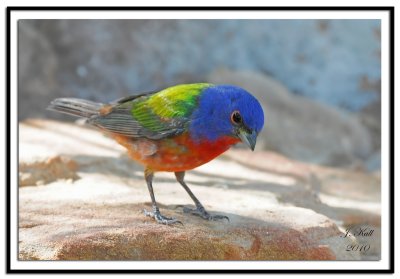 Painted Bunting