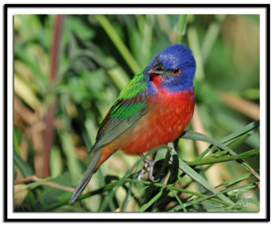 Painted Bunting