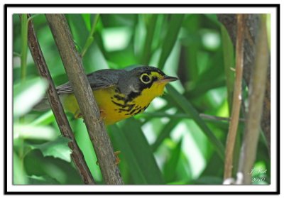 Canada Warbler