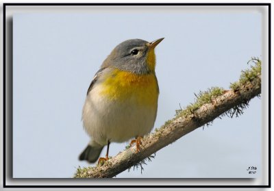 Northern Parula