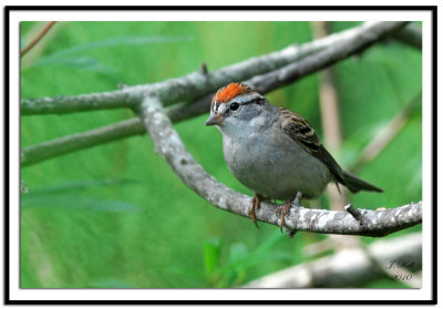 Chipping Sparrow