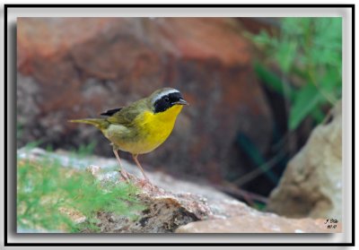 Common Yellowthroat