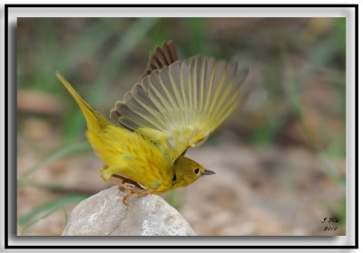 Yellow Warbler