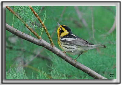 Blackburnian Warbler