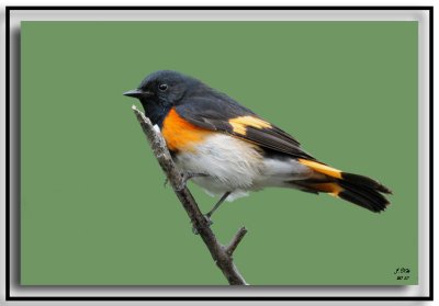 American Redstart