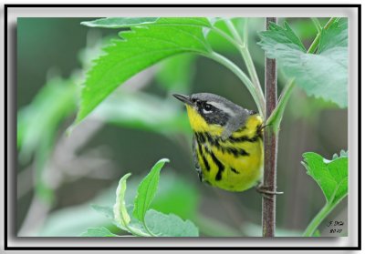 Magnolia Warbler