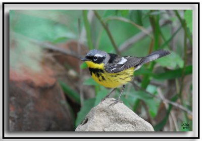 Magnolia Warbler