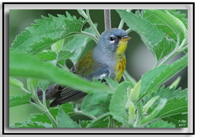 Northern Parula