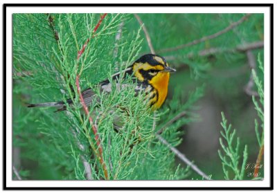 Blackburnian Warbler