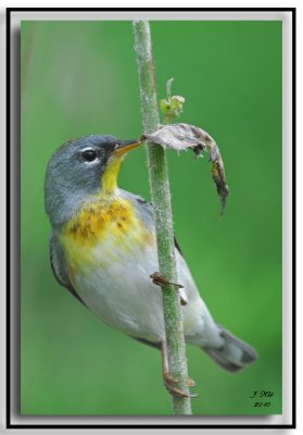 Northern Parula