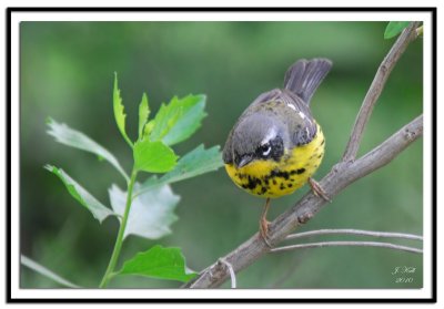 Magnolia Warbler