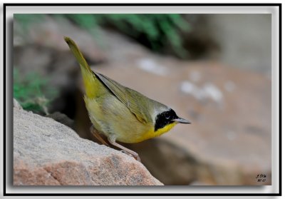 Common Yellowthroat