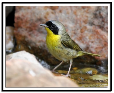 Common Yellowthroat
