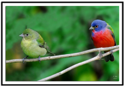 Painted Bunting Pair