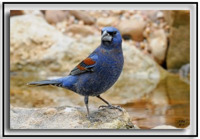 Blue Grosbeak