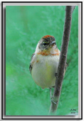 Bay-Breasted Warbler