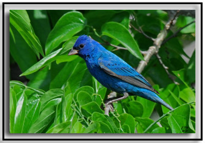 Indigo Bunting