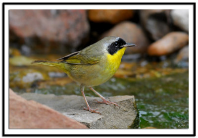 Common Yellowthroat