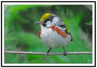 Chestnut-Sided Warbler