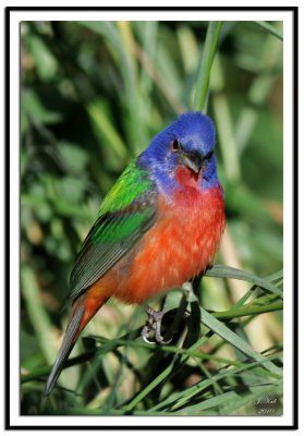 Painted Bunting