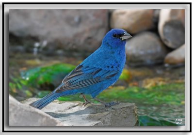 Indigo Bunting