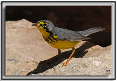 Canada Warbler