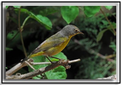 Nashville Warbler