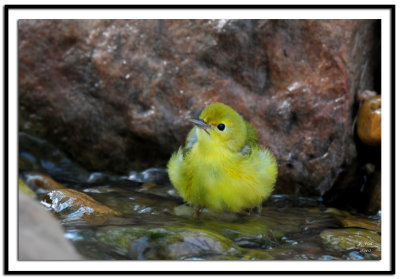 Yellow Warbler