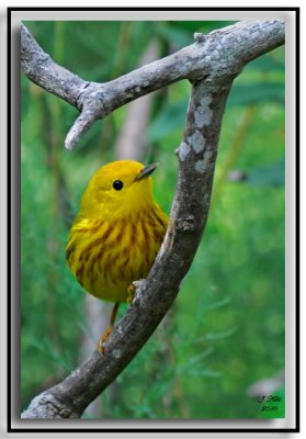Yellow Warbler
