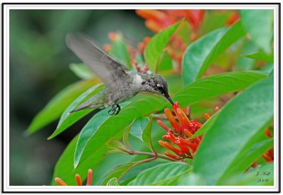 Ruby Throated Hummingbird (Female)