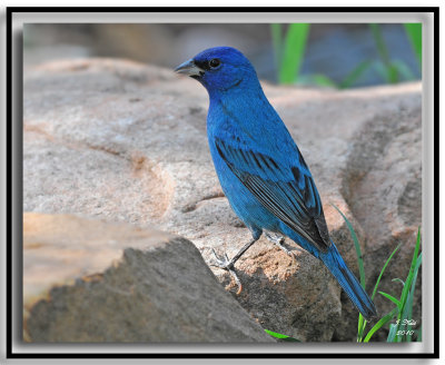 Indigo Bunting (Male)