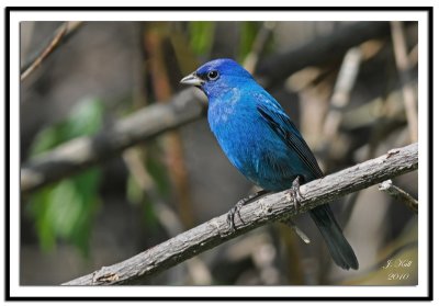 Indigo Bunting (Male)