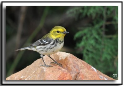 Black-Throated Green Warbler