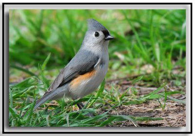 Tufted Titmouse