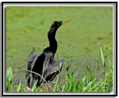 Anhinga